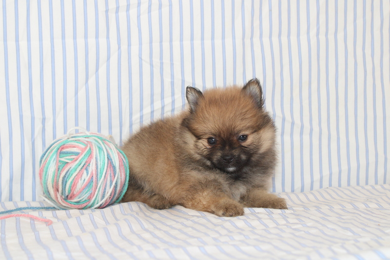 puppy, for, sale, Pomeranian, Matthew B. Stoltzfus, dog, breeder, Gap, PA, dog-breeder, puppy-for-sale, forsale, nearby, find, puppyfind, locator, puppylocator, aca